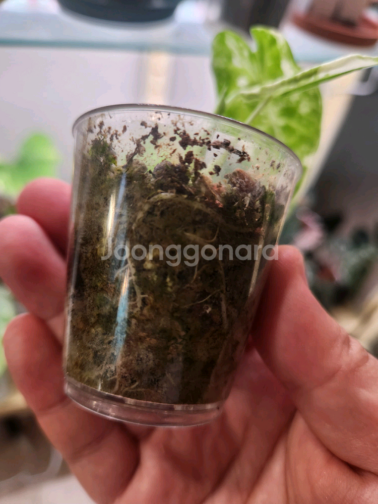알로카시아 무늬프라이덱--2