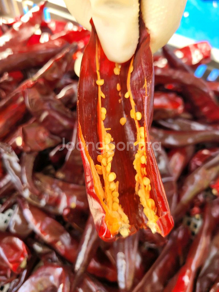 직접 농시지은 2025년 두물 GAP인증 햇고추가루--1