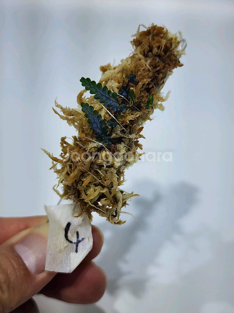 Teratophyllum rotundifoliatum--0