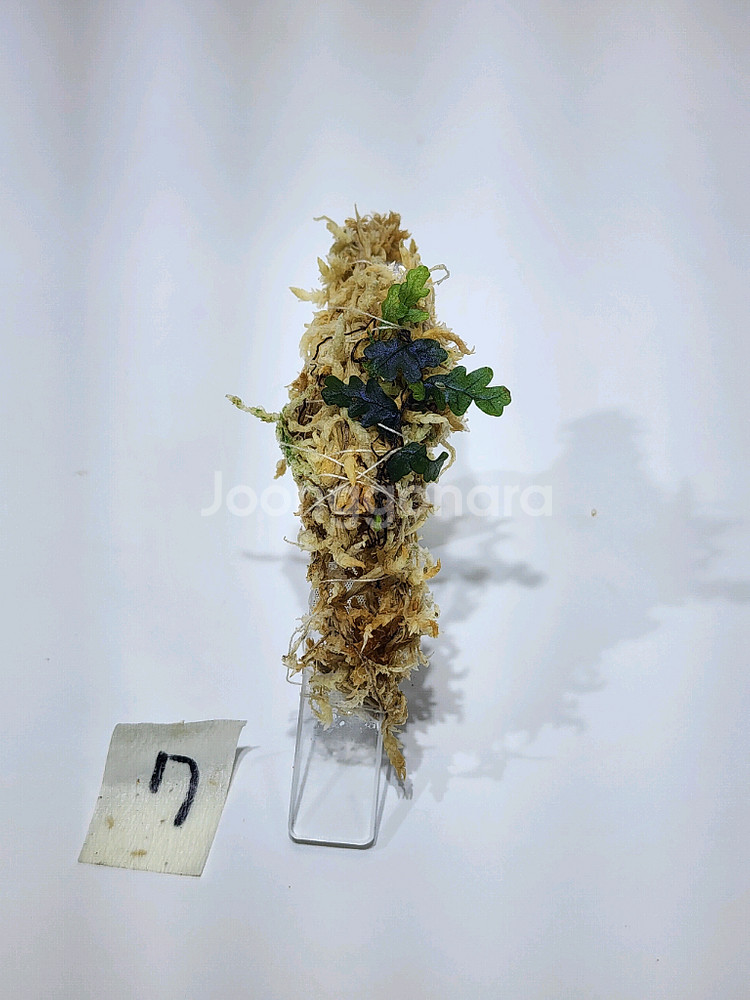 Teratophyllum rotundifoliatum--6