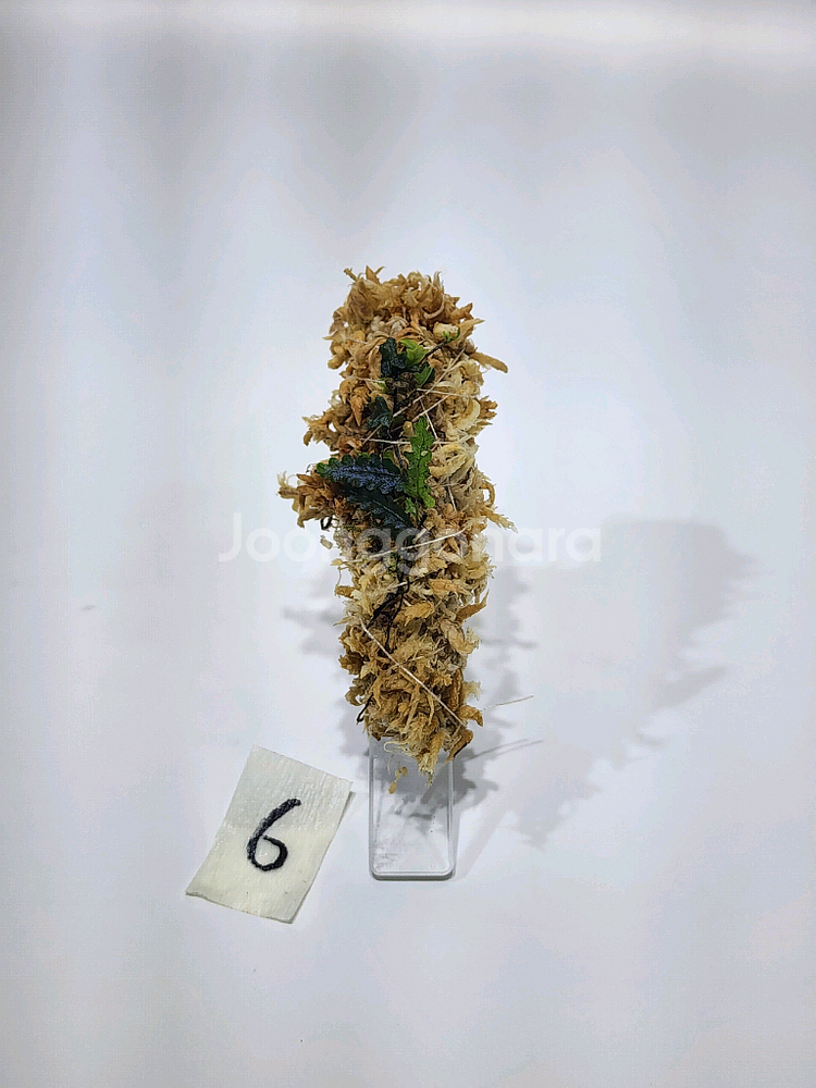 Teratophyllum rotundifoliatum--4