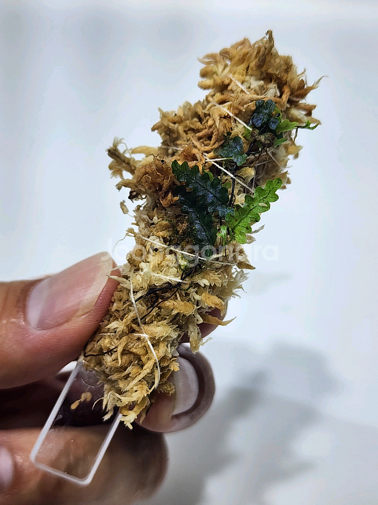 Teratophyllum rotundifoliatum--5