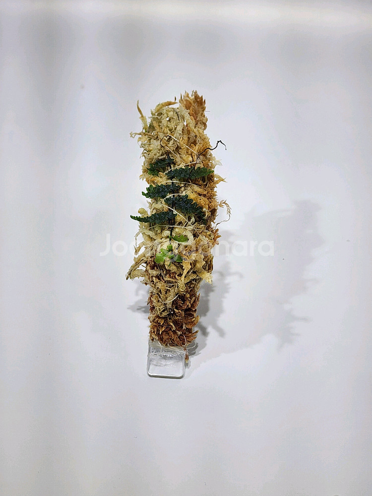 Teratophyllum rotundifoliatum--3
