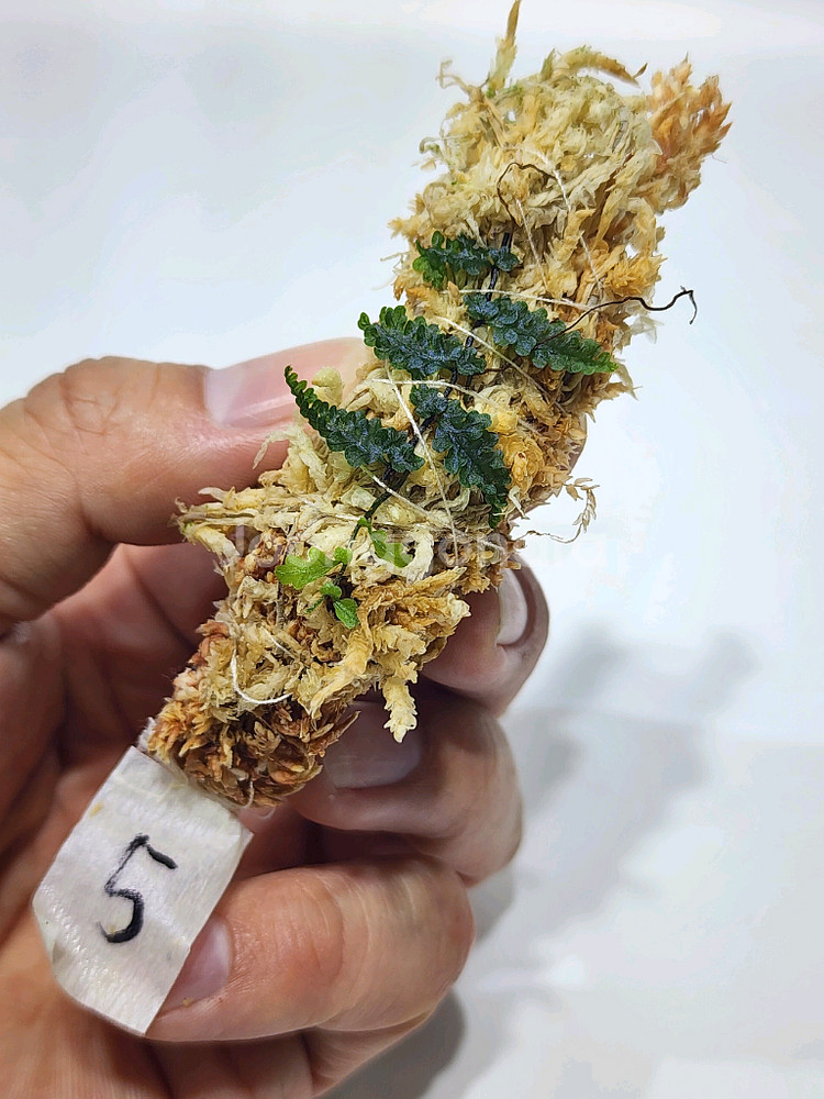 Teratophyllum rotundifoliatum--2