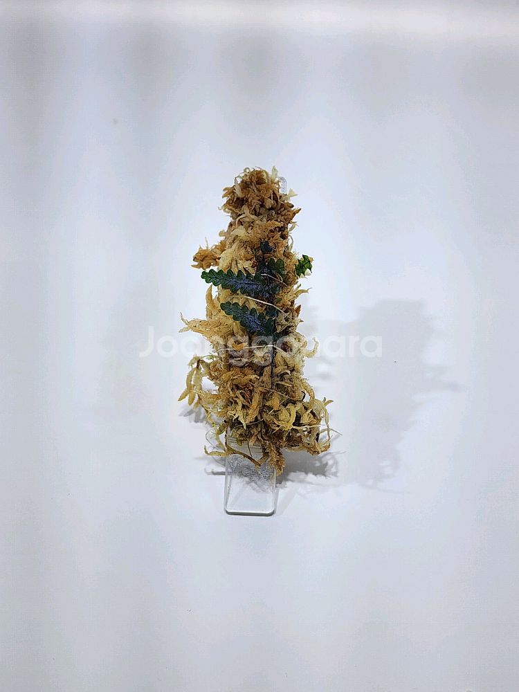 Teratophyllum rotundifoliatum--1