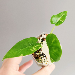 알로카시아 오키나와 실버 무늬토란