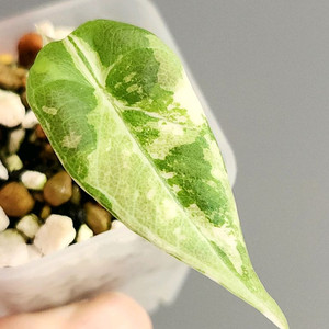 알로카시아 마하라니 알보 화이트 바리에가타