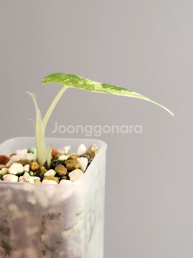 알로카시아 마하라니 알보 화이트 바리에가타--3