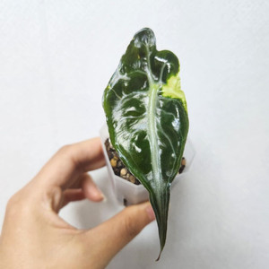 알로카시아 베놈