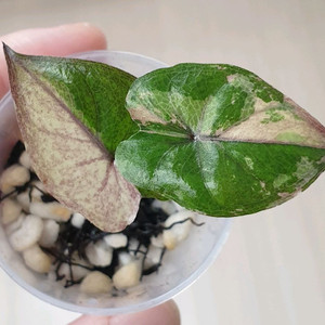 알로카시아 세렌디피티 바리에가타