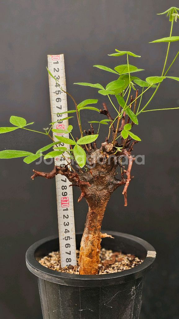 코미포라 밀드브레디 (아프리카식물/코덱스)--1