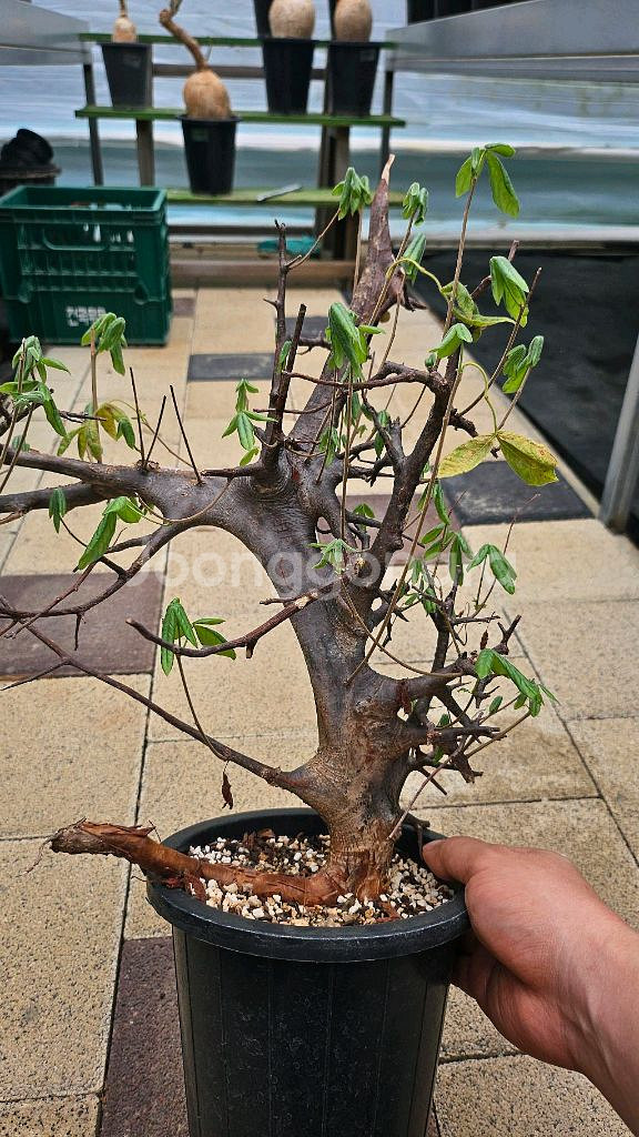 코미포라 밀드브레디 (아프리카식물/코덱스)--0