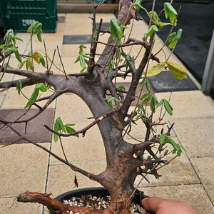 코미포라 밀드브레디 (아프리카식물/코덱스)