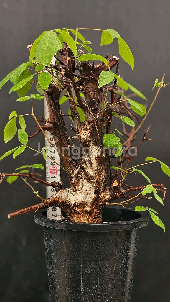 코미포라 밀드브레디 (아프리카식물/코덱스)--6