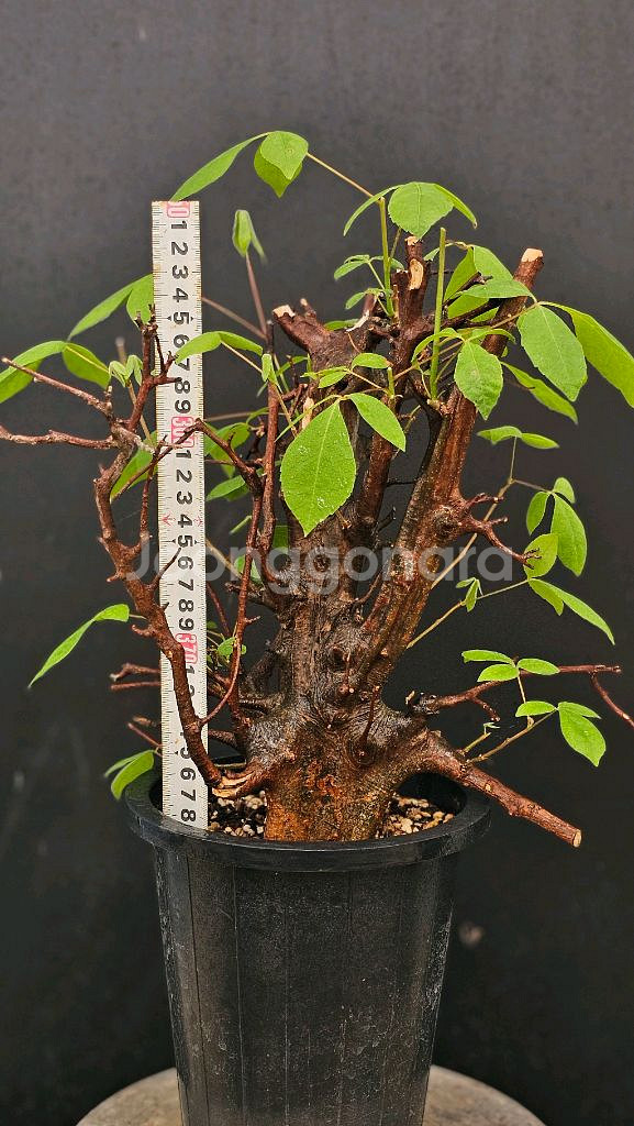 코미포라 밀드브레디 (아프리카식물/코덱스)--5