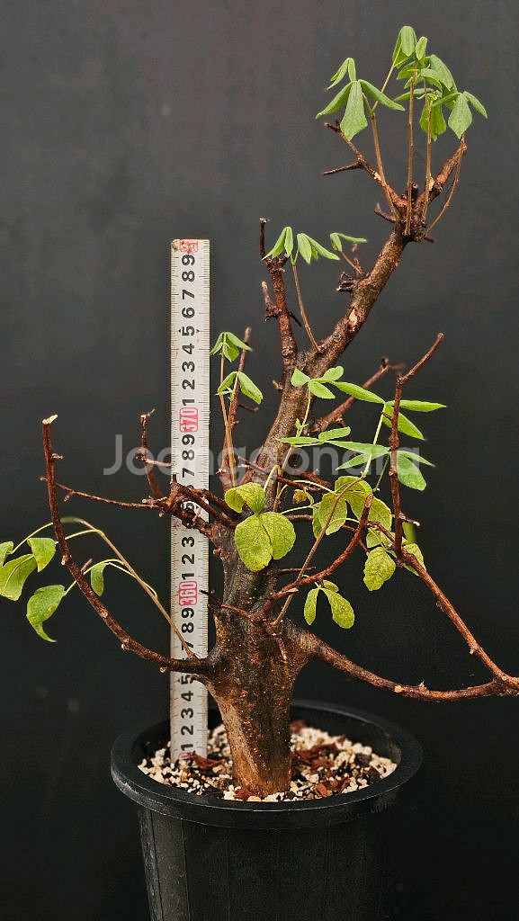 코미포라 밀드브레디 (아프리카식물/코덱스)--4