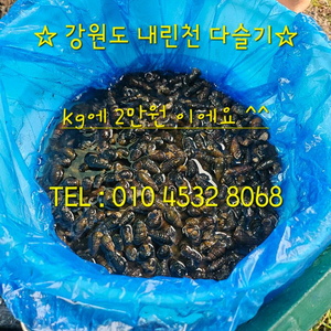 강원도내린천에서 직접잡은 크고 싱싱한 생다슬기