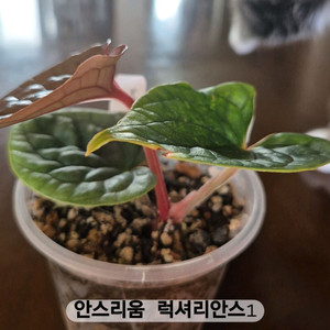 안스리움 럭셔리안스 원종