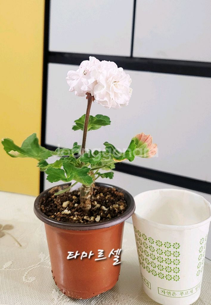 제라늄.타마르셀--1