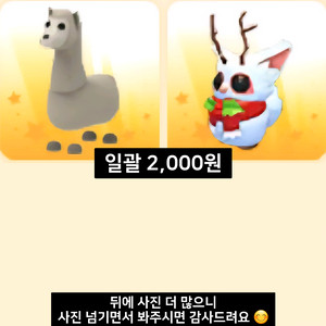 입양하세요 펫들 다양한 세트 판매