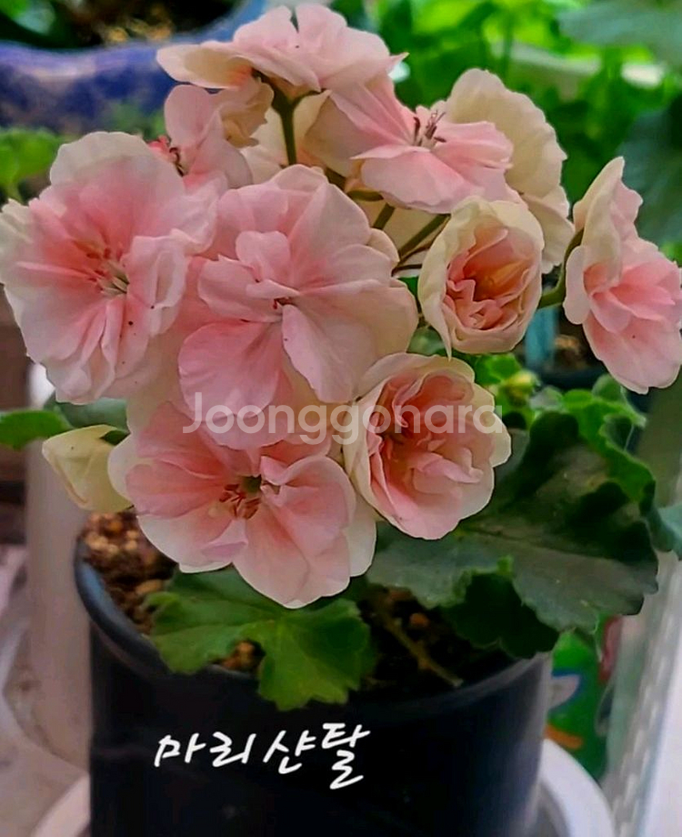 제라늄. 마리샨탈--0