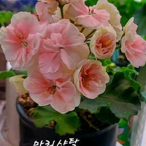 제라늄. 마리샨탈