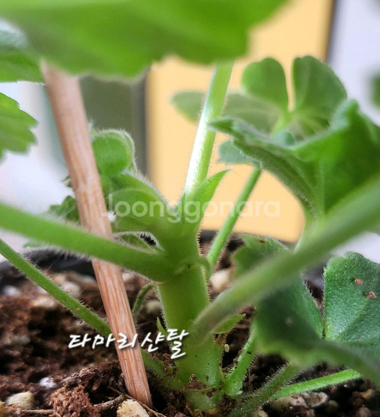 제라늄. 마리샨탈--1
