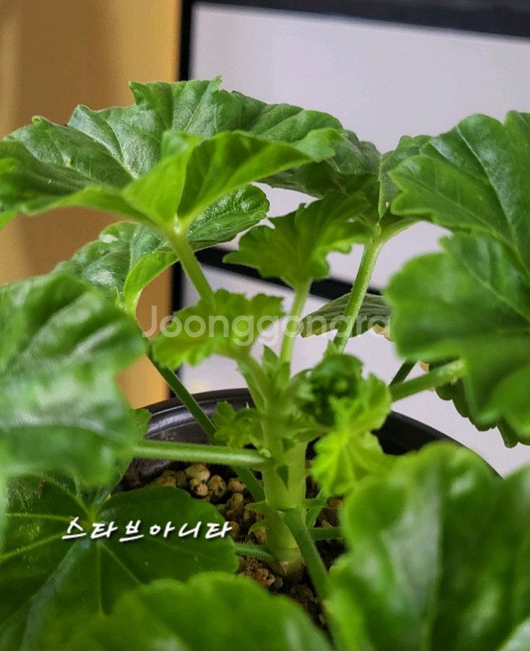제라늄.스타브어니타--1
