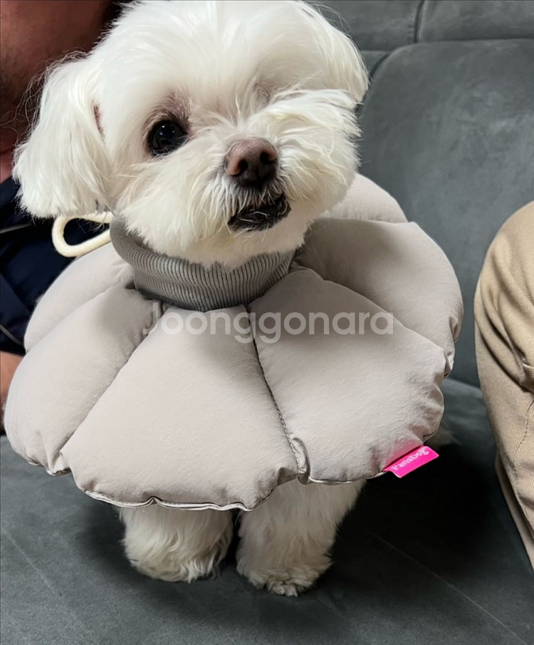강아지 꿀잠 넥카라 (택배비 포함)--0