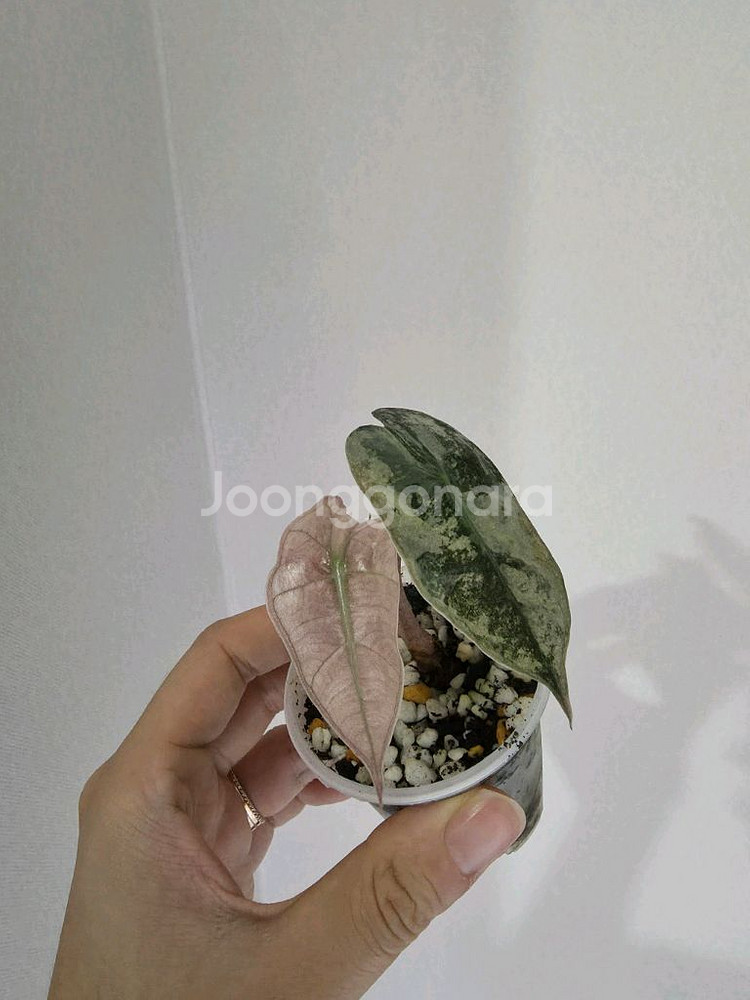알로카시아 스테인글라스 바리에가타--0