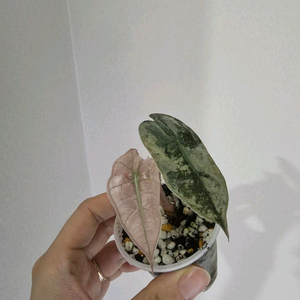 알로카시아 스테인글라스 바리에가타