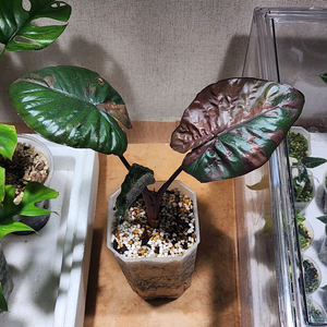 알로카시아 세렌디피티 자구10개달린모주팔아요