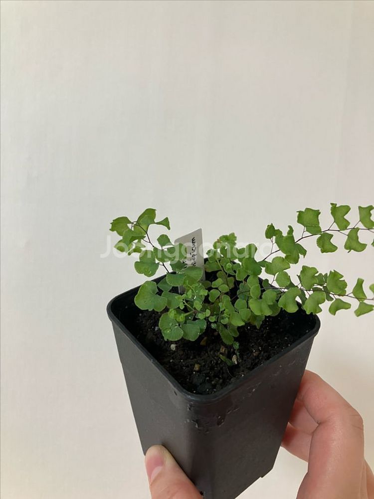 아디안텀 에티오피쿰 (짭 암공작 고사리)--0