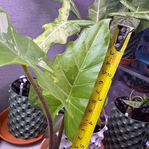 알로카시아 포토도라