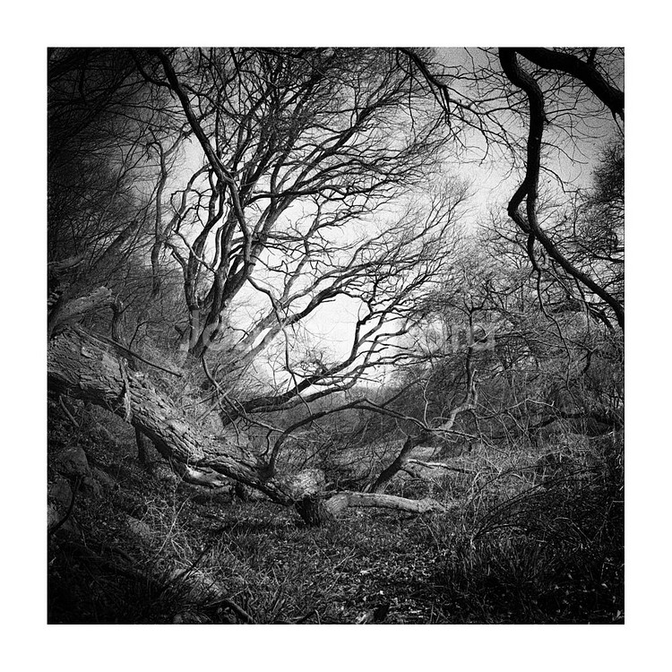 Hasselblad 500C/M--8