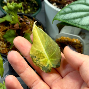 무천)알로카시아 블랙벨벳 옐로우 바리