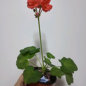 제라늄 쥬이시체리 0.6