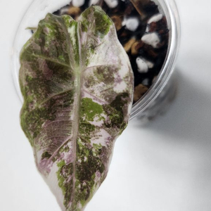 알로카시아 아마조니카 바리에가타