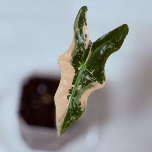 알로카시아 노빌리스 핑크