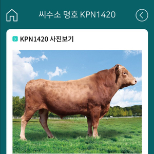 한우정액 KPN 1420 판매합니다