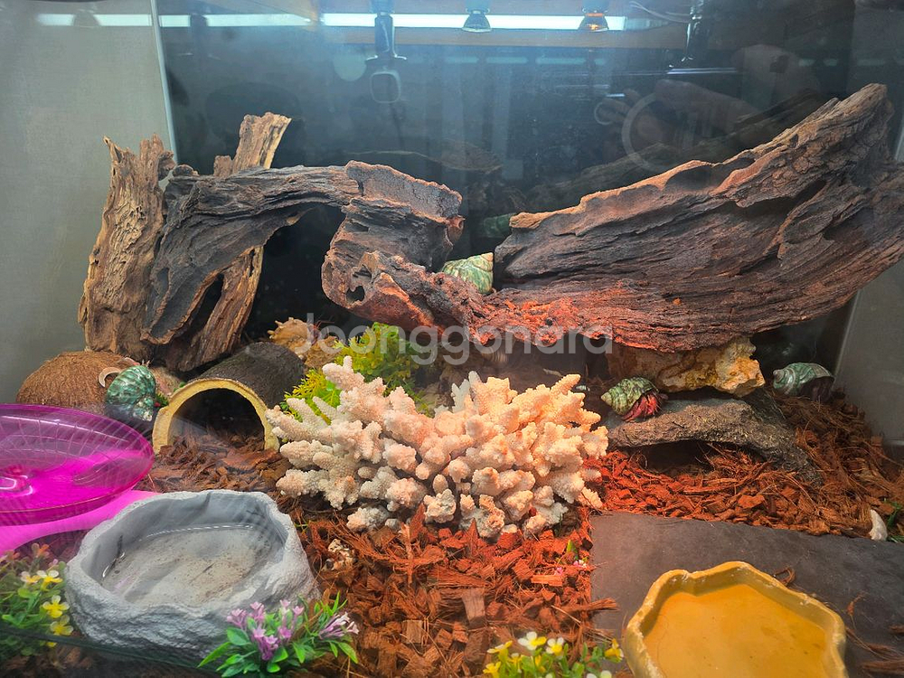 소라게 풀세트 판매 챔프 3자--0