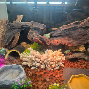 소라게 풀세트 판매 챔프 3자