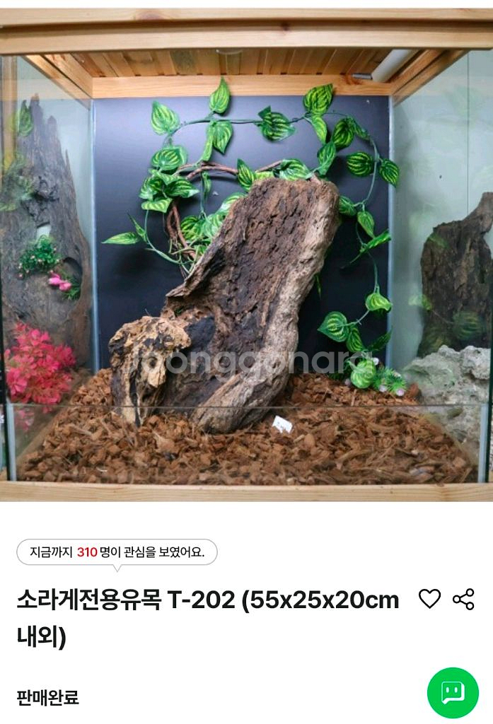 소라게 풀세트 판매 챔프 3자--2