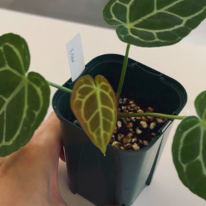 안스리움 매그니피건 3