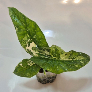 알로카시아 심포 화이트 바리에가타