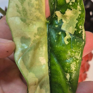 알로카시아 심포 화이트 바리에가타