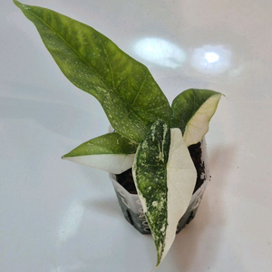 알로카시아 심포 화이트 바리에가타