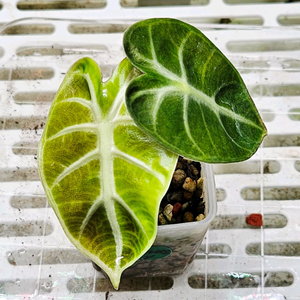 알로카시아 하트벌룬 옐로우(안스x호야x)