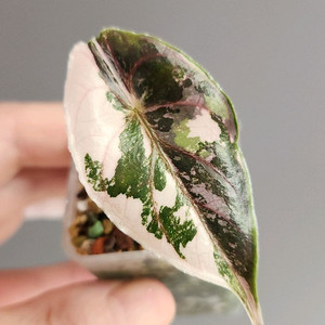 (S급자구묘)알로카시아 아즈라니 핑크화이트 바리에가타