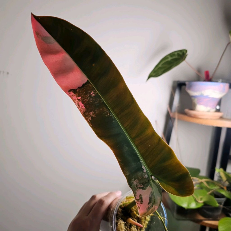 필로덴드론 아타바포엔스 핑크 탑--2